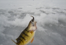 perch