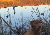 dog
