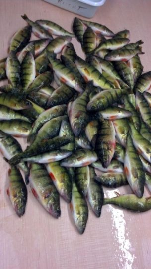 Large pile of freshly caught yellow perch on table