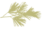 Delicate green pine branch with long needles