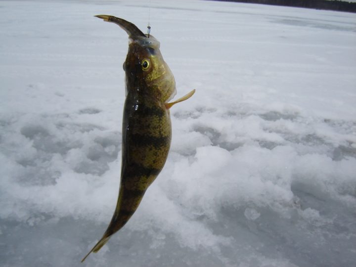 Yellow perch caught on hook during ice fishing
