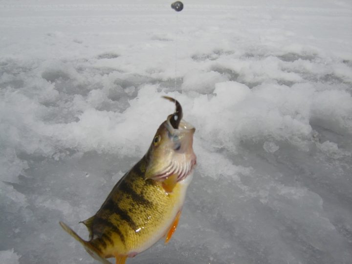 Yellow perch caught on hook during ice fishing